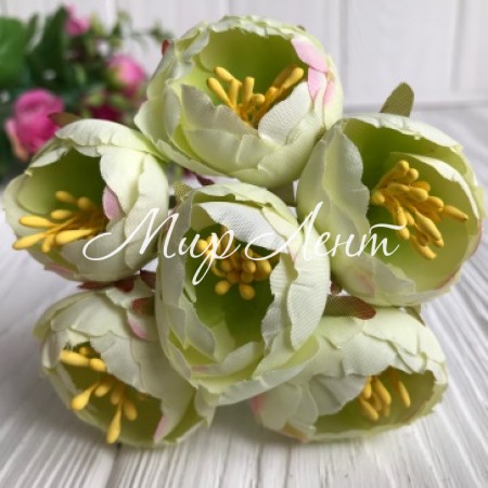 Півонія весняна, 3 см, ніжно-салатовий, пучок