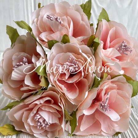 Бегония королевская, 5 см, персиково-розовая, пучек