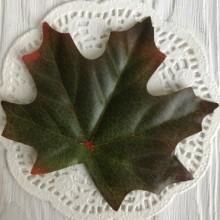 Листок клена без ніжки (маленький), 10х8 см, зелено-бордовий, шт.