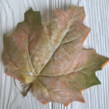 Листок клена з ніжкою (великий), 15х12 см, блідо-зелено-оранжевий, шт.