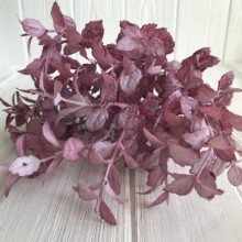 Зелень базиліка, 33 см, рожево-бузковий, шт.