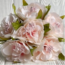 Бегонія королівська, 5 см, ніжно-рожева, пучок