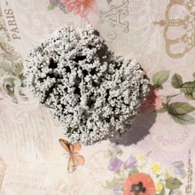 Трава біла, 1 пучок