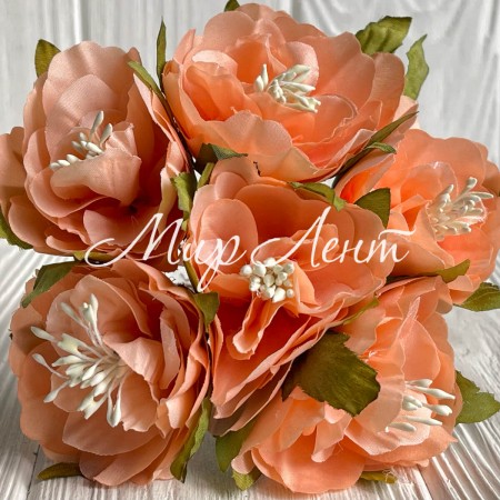 Бегонія королівська, 5 см, темно-персикова, пучок